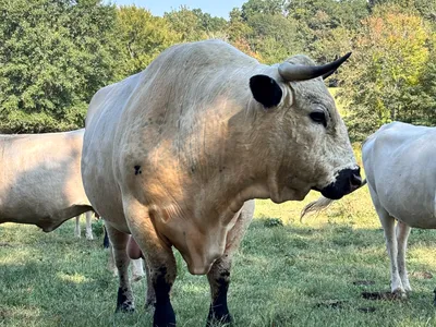 cattle listing photo