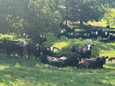 cattle listing photo
