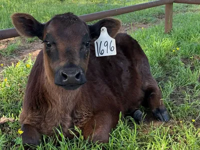 cattle listing photo