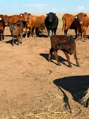 cattle listing photo