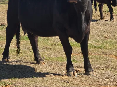 cattle listing photo