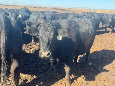 cattle listing photo