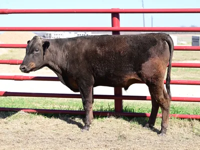 cattle listing photo