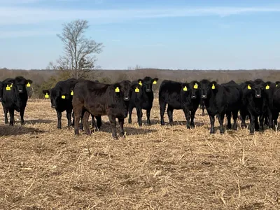 cattle listing photo