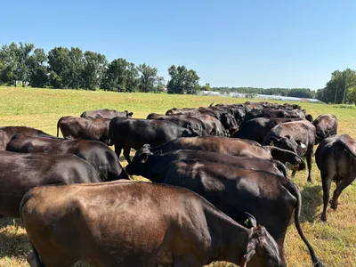 cattle listing photo