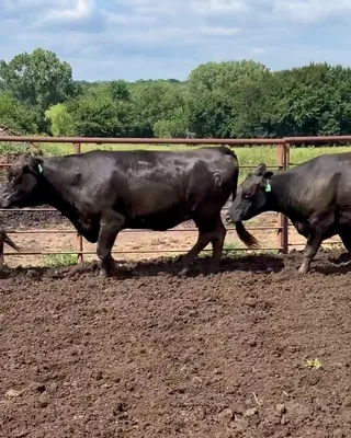 cattle listing photo