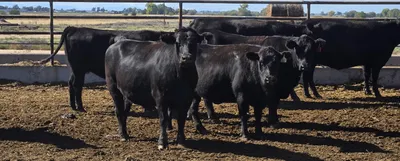 cattle listing photo