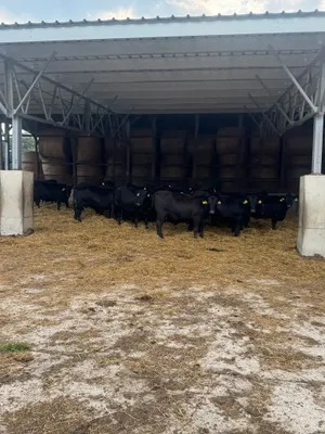 cattle listing photo