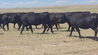 cattle listing photo