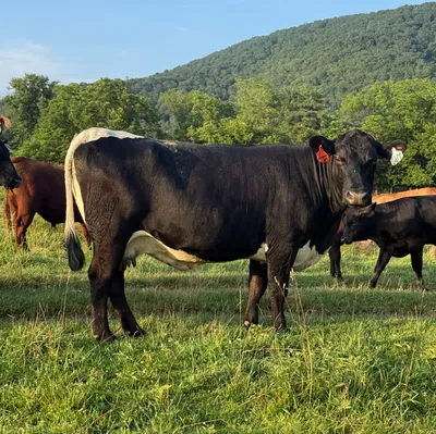 cattle listing photo
