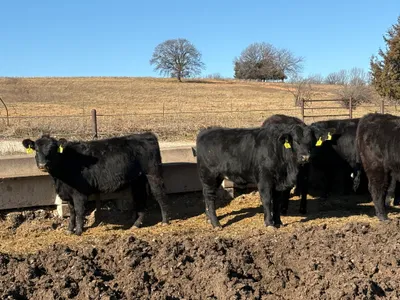 cattle listing photo