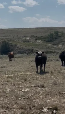 cattle listing photo
