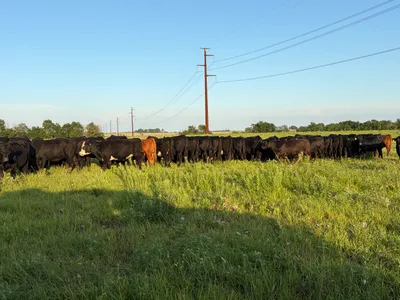 cattle listing photo