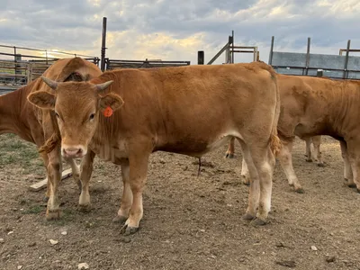 cattle listing photo