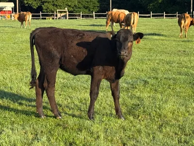 cattle listing photo