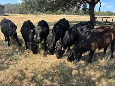 cattle listing photo