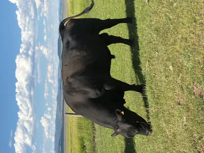 cattle listing photo