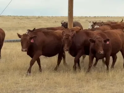 cattle listing photo