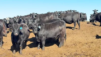 cattle listing photo