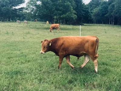 cattle listing photo