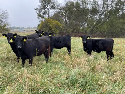 cattle listing photo