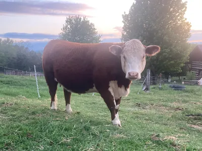 cattle listing photo