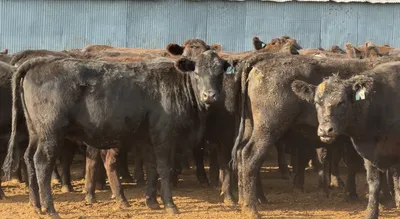 cattle listing photo
