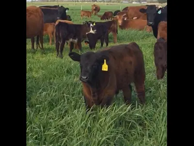 cattle listing photo