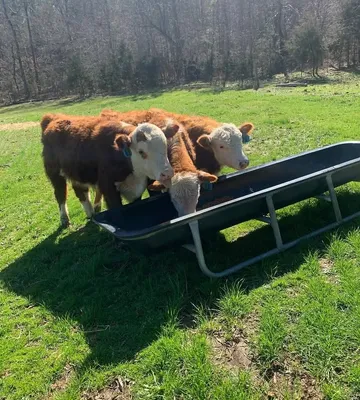 cattle listing photo