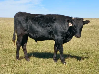 cattle listing photo