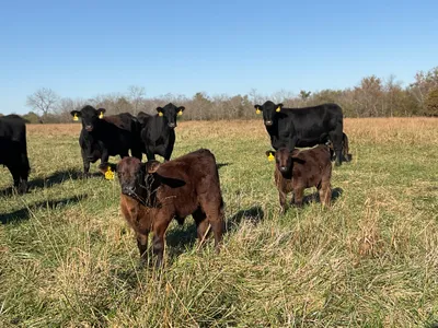 cattle listing photo