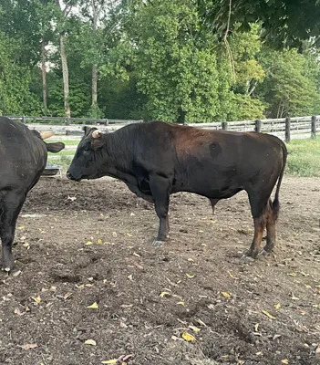 cattle listing photo