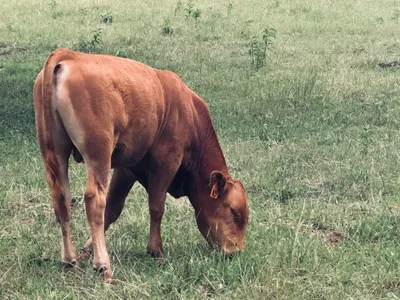 cattle listing photo