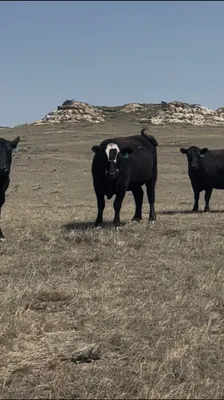 cattle listing photo