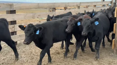 cattle listing photo