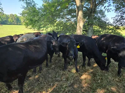 cattle listing photo