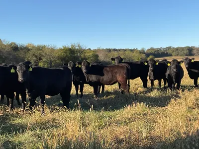 cattle listing photo