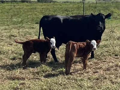 cattle listing photo
