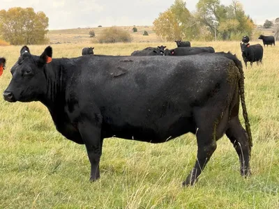 cattle listing photo