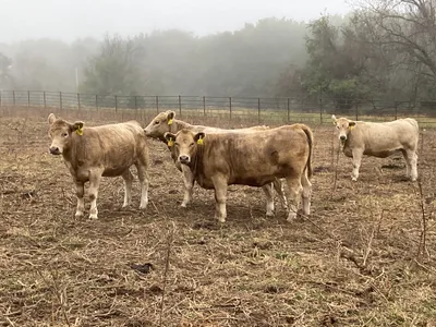 cattle listing photo