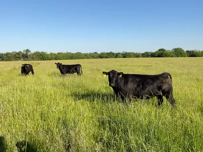 cattle listing photo