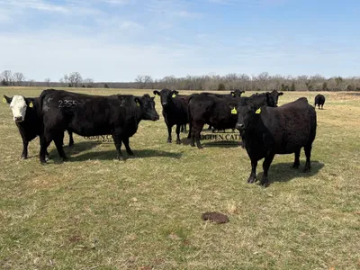 cattle listing photo