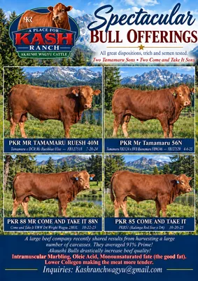 cattle listing photo