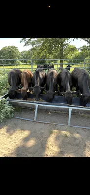 cattle listing photo