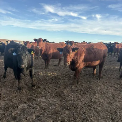 cattle listing photo