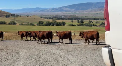 cattle listing photo