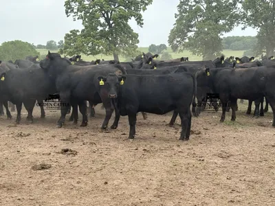 cattle listing photo