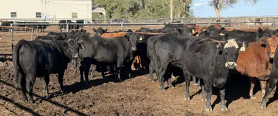cattle listing photo