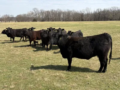 cattle listing photo