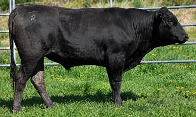 cattle listing photo